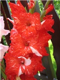 gladiola